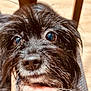 dog, black_dog, close_up, pet, animal, fur, face, eyes, whiskers, hand, portrait, cute, fur_texture, snout, canine, domestic_animal, looking, indoor, gentle, friendly