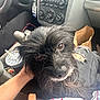 dog, black_dog, pet, car_interior, person, hand, ripped_jeans, lap, drink_cup, center_console, seatbelt, dashboard, gear_shift, paper_bag, casual_clothing, window, seat, fur, looking_up, close_up