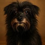 Chloe is registered to the contest to win money with this photo: dog, portrait, black_fur, brown_fur, fluffy, closeup, pet, animal, cute, mammal, whiskers, ears, face, furry, looking_at_camera, studio, warm_background, soft_lighting, expression, adorable