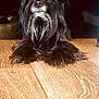 Chloe joined the competition — help win amazing prizes! dog, black_dog, scruffy, beard, fur, pet, animal, wooden_floor, indoor, curious, lying_down, floor, muzzle, whiskers, portrait, close_up, domestic_animal, furniture, shadow, home