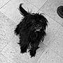 dog, black_dog, scruffy, ear_up, looking_up, floor, tile_floor, indoor, pet, curious, small_dog, fur, animal, paw, boot, shoe, canine, companionship, cute, waiting