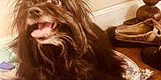 Chloe joined the competition — help win amazing prizes! dog, black_dog, long_hair, tongue_out, happy, indoor, wooden_floor, bag, shoes, furniture, pet, cute, animal, canine, playful, tongue, expression, fur, household, relaxed