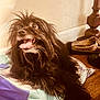 dog, black_dog, long_hair, tongue_out, happy, indoor, wooden_floor, bag, shoes, furniture, pet, cute, animal, canine, playful, tongue, expression, fur, household, relaxed