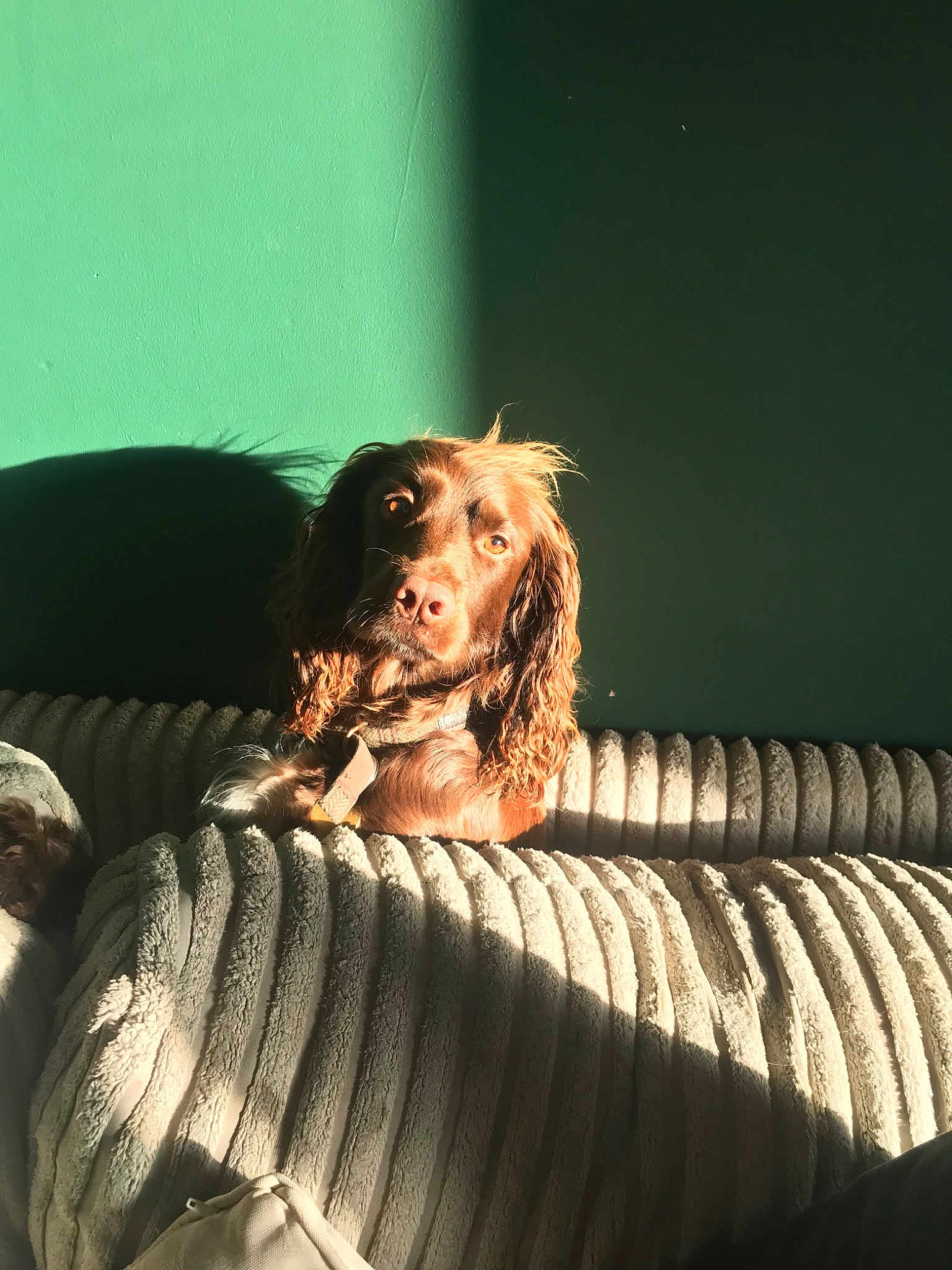 Rosie