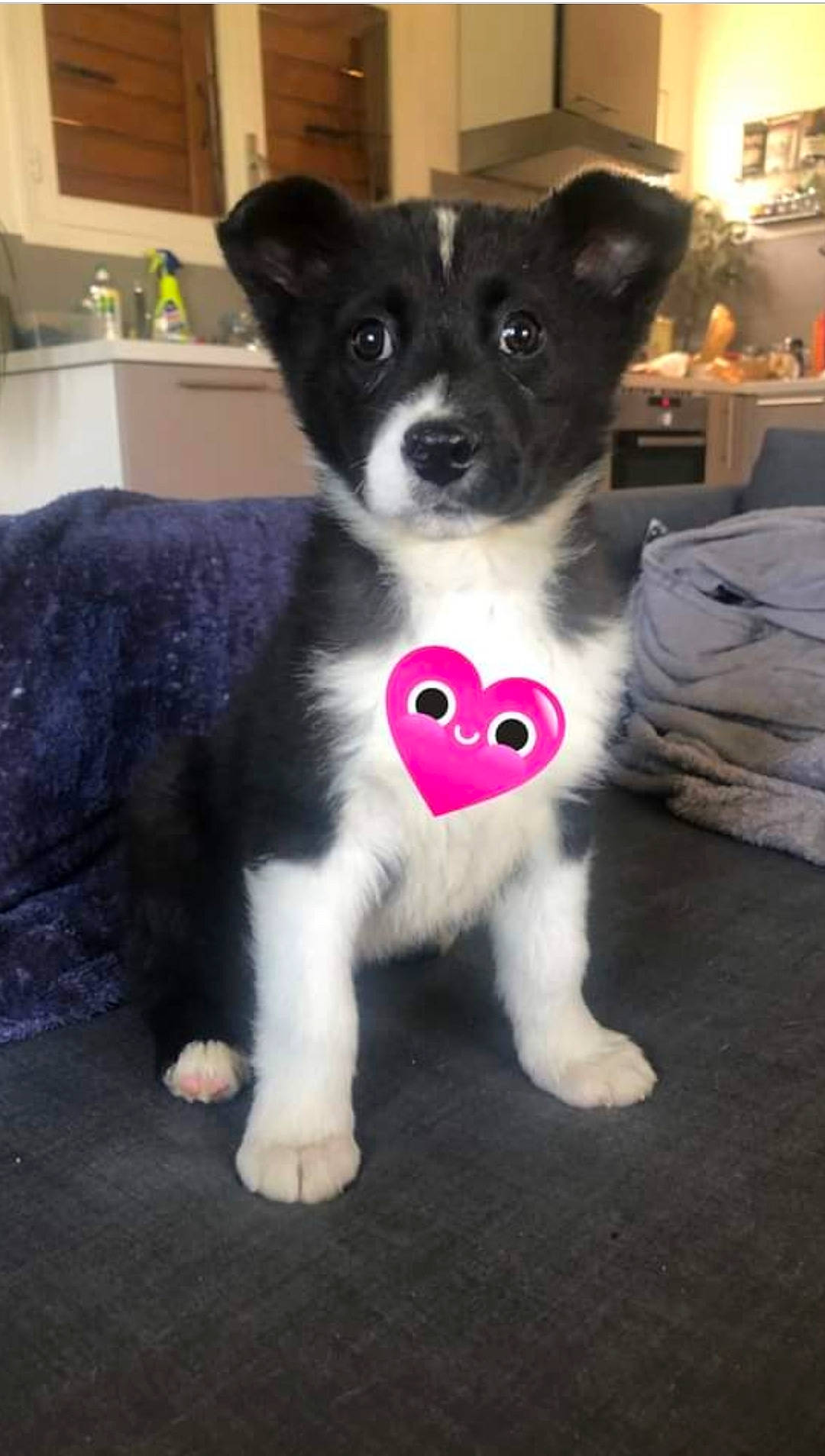 Bô Bun a rejoint le concours — aidez-le/la à gagner de superbes lots ! canidae, carnivore, companion_dog, couch, dog, dog_breed, dog_supply, fur, herding_dog, houseplant, non_sporting_group, paw, puppy, snout, sporting_group, tail, toy, toy_dog, whiskers, working_animal