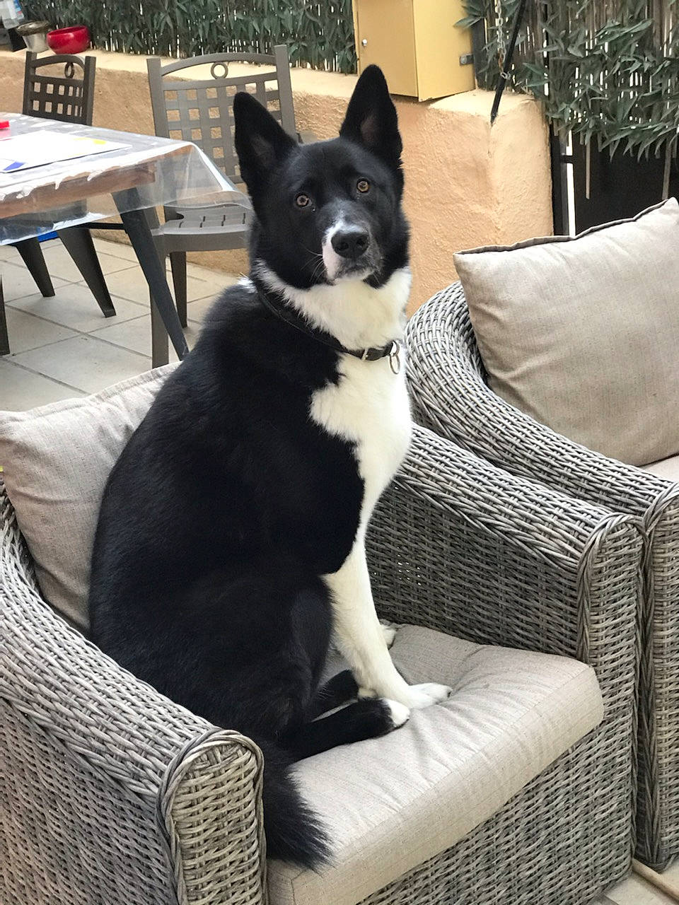 Bô Bun a rejoint le concours — aidez-le/la à gagner de superbes lots ! canidae, carnivore, chair, comfort, companion_dog, couch, dog, dog_breed, fawn, furniture, houseplant, linens, living_room, sitting, snout, sporting_group, tail, whiskers, window, working_animal