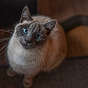 Tsuki participe au concours pour gagner de l'argent avec cette photo : animal, blue_eyes, brown, cat, close_up, curious, cute, domestic_cat, feline, floor, fur, gray, indoor, looking_up, mammal, pet, portrait, sitting, soft_light, whiskers