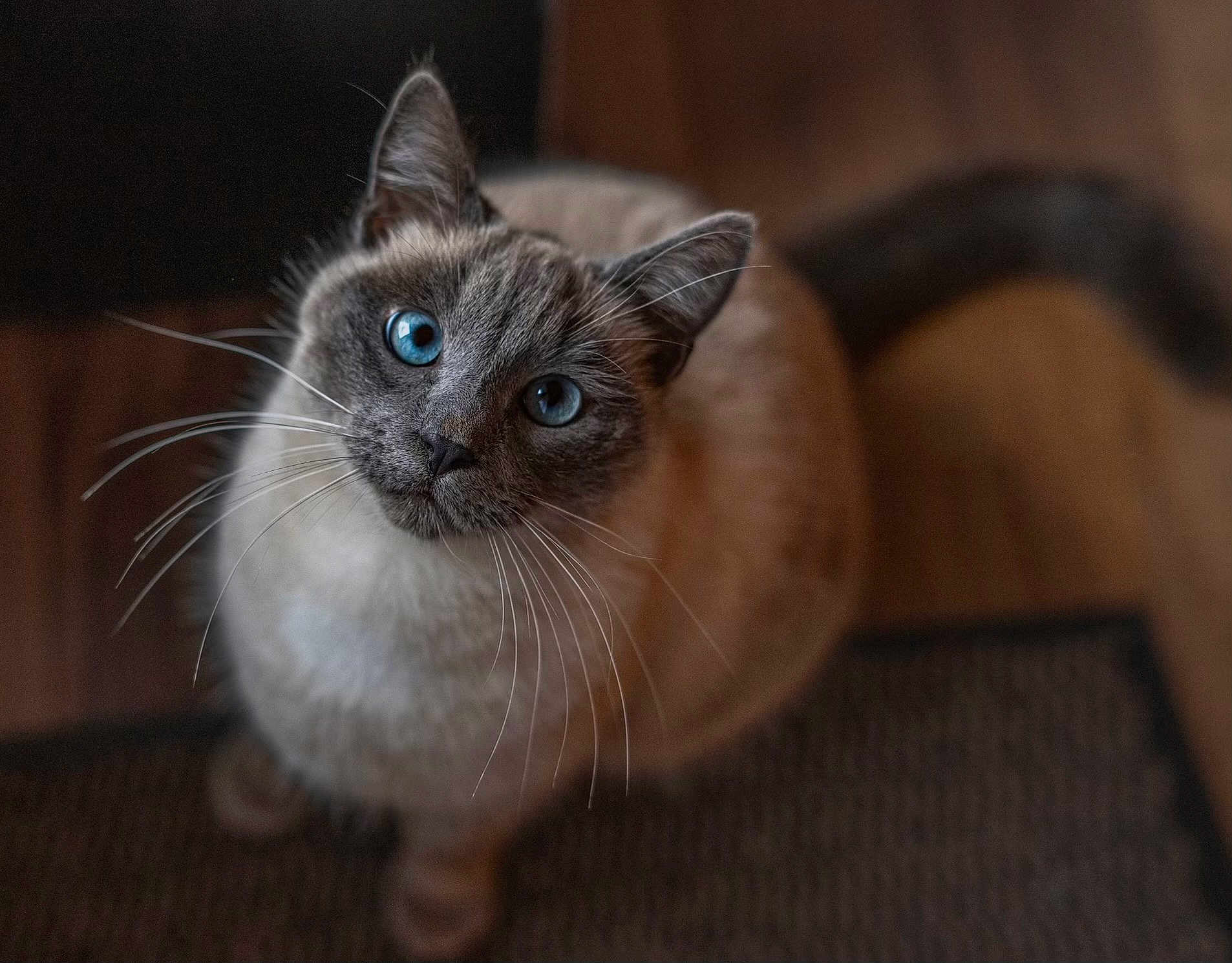 Tsuki