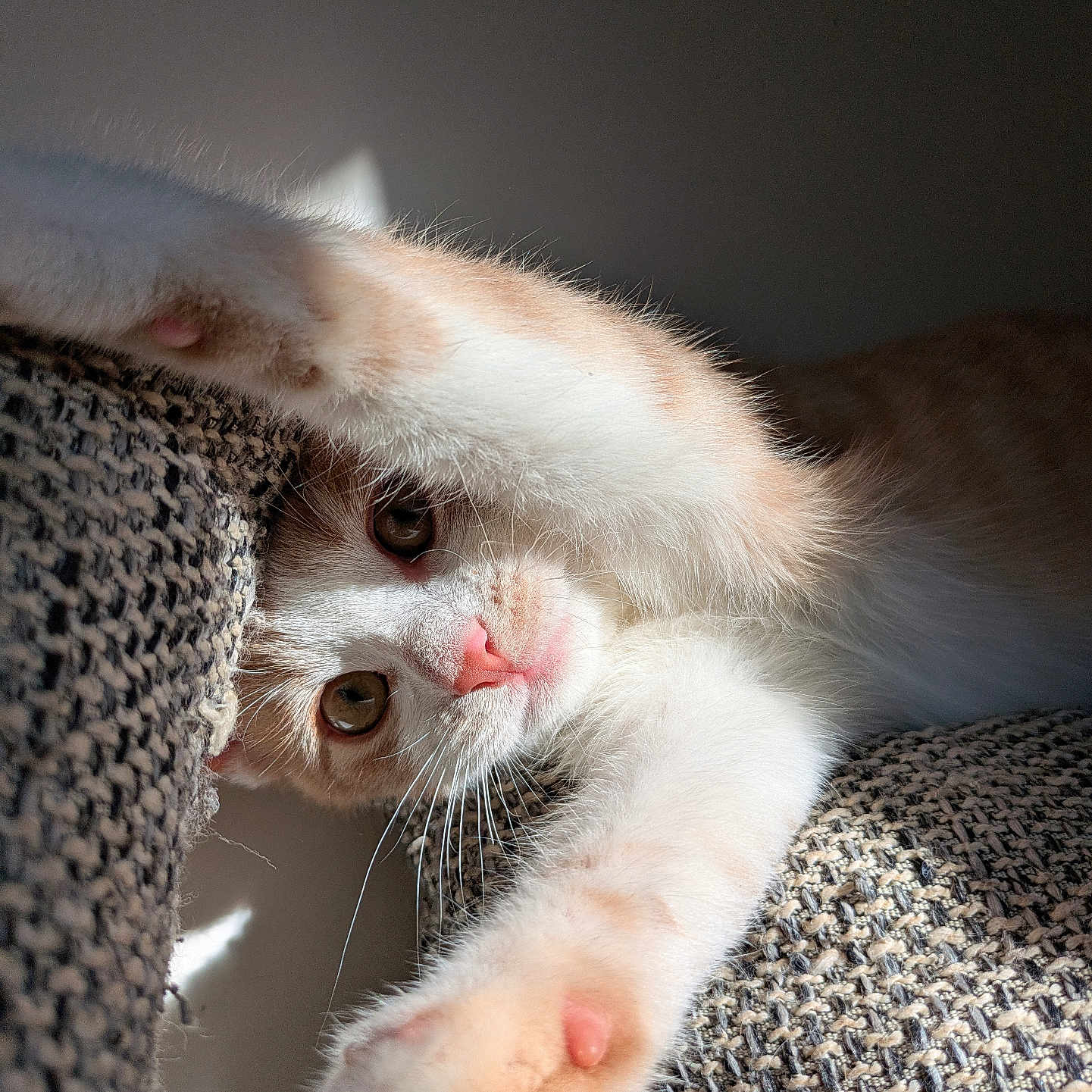 Oli a rejoint le concours — aidez-le/la à gagner de superbes lots ! animal, cat, closeup, cute, eye, fabric, feline, focus, fur, indoor, paw, pet, pink_nose, playful, relaxed, soft, stretching, sunlight, texture, whiskers