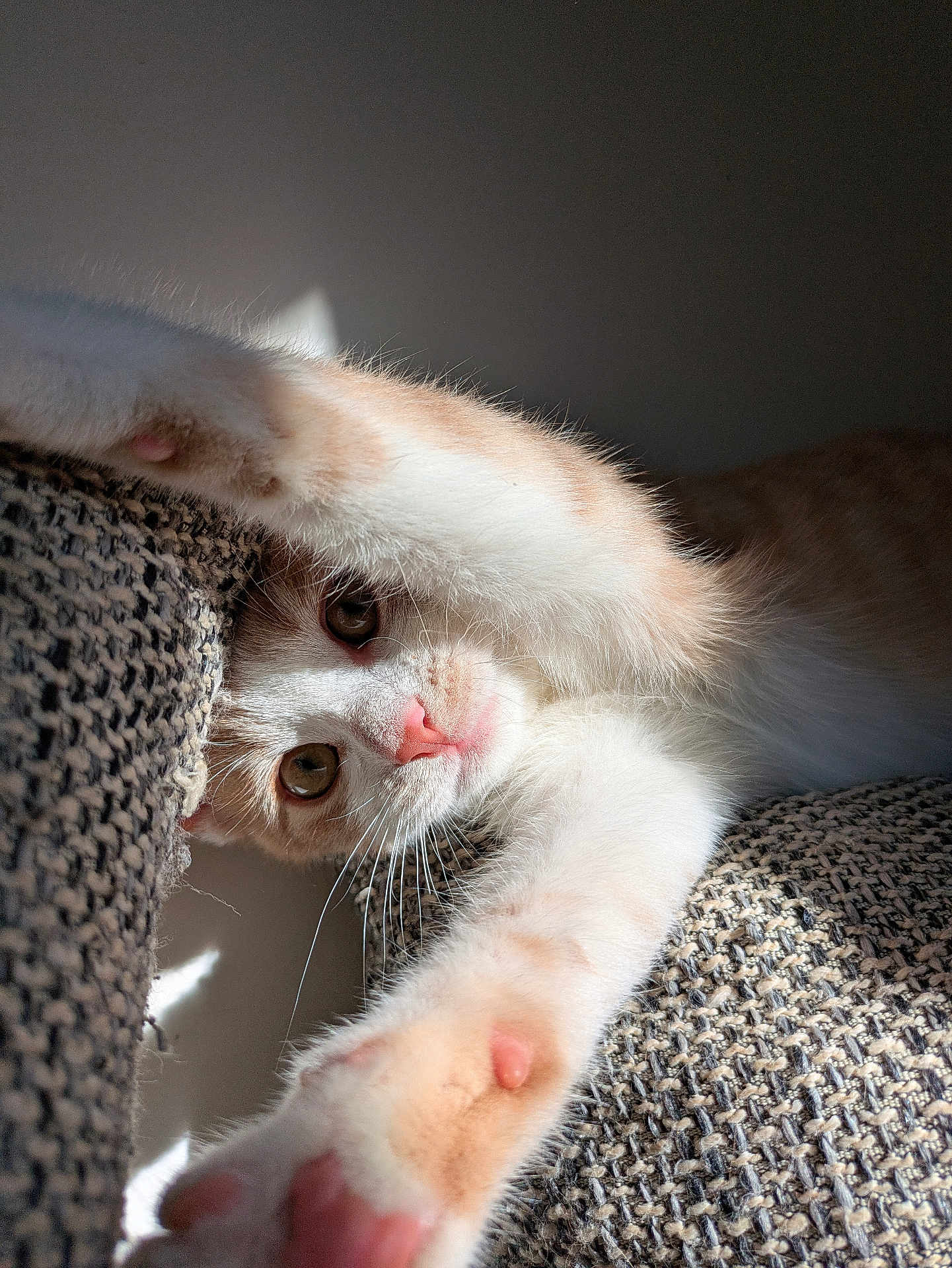 Oli a rejoint le concours — aidez-le/la à gagner de superbes lots ! cat, pet, feline, paw, stretching, sunlight, texture, fabric, whiskers, closeup, indoor, cute, soft, relaxed, playful, animal, fur, pink_nose, eye, focus