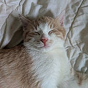 Oli participe au concours pour gagner de l'argent avec cette photo : cat, sleeping, closeup, tan, white, fur, pet, animal, cute, whiskers, nose, ears, bed, blanket, resting, domestic_cat, cozy, peaceful, indoor, relaxed