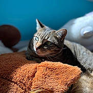Cleo is registered to the contest to win money with this photo: animal, bed, blue_wall, cat, closeup, comfort, cozy, domestic_animal, ears, feline, fur, indoor, orange_blanket, pet, relaxed, resting, soft_texture, sunlight, tabby_cat, whiskers
