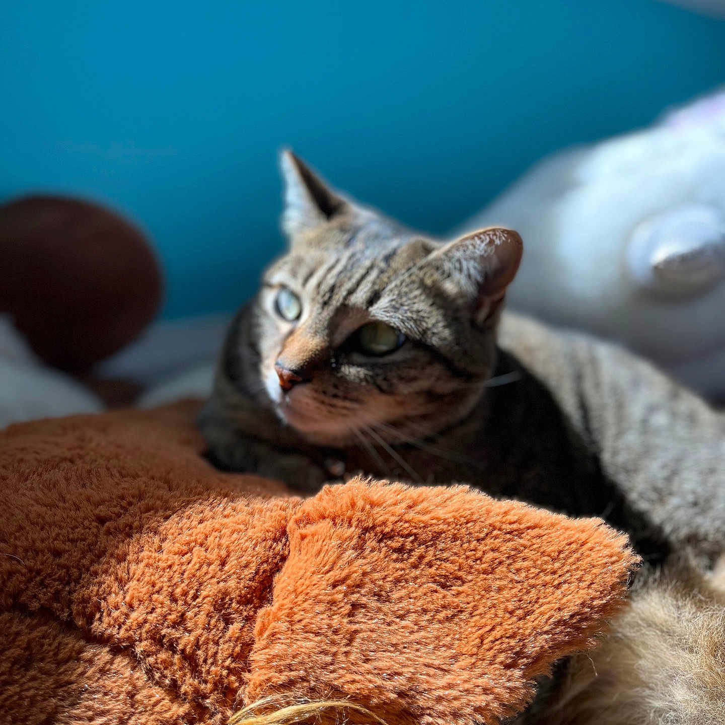 Cleo