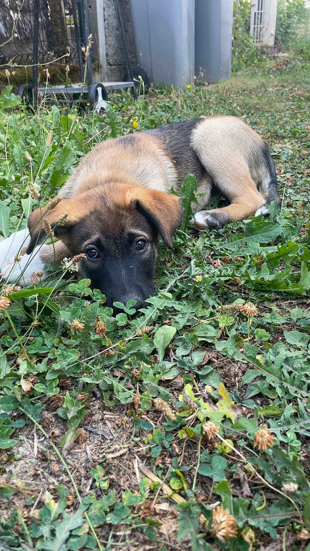 Sayko a rejoint le concours — aidez-le/la à gagner de superbes lots ! puppy, dog, grass, weeds, outdoor, garden, animal, pet, lying_down, brown, black_face, ears, snout, nature, fence, plants, backyard, young, cute, eyes