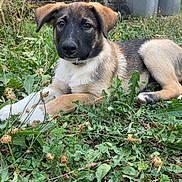 Sayko a rejoint le concours — aidez-le/la à gagner de superbes lots ! puppy, dog, animal, outdoor, grass, greenery, nature, pet, canine, young, laying_down, fur, ears, snout, eyes, background, garden, trash_bin, metal_stand, curious