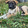 puppy, dog, animal, outdoor, grass, greenery, nature, pet, canine, young, laying_down, fur, ears, snout, eyes, background, garden, trash_bin, metal_stand, curious