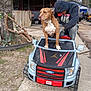 Manly is registered to the contest to win money with this photo: dog, toy_car, person, hoodie, cap, outdoor, yard, tree, house, fence, concrete, grass, plant, tire, pet, brown_dog, white_chest, playful, vehicle, Ford