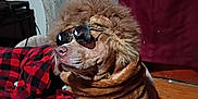 Manly joined the competition — help win amazing prizes! dog, sunglasses, wig, costume, pet, indoor, bed, blanket, red, black, checkered, fur, wooden_floor, curtain, fabric, animal, canine, cozy, portrait, funny
