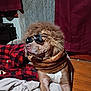 dog, sunglasses, wig, costume, pet, indoor, bed, blanket, red, black, checkered, fur, wooden_floor, curtain, fabric, animal, canine, cozy, portrait, funny