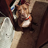 Manly is registered to the contest to win money with this photo: dog, brown_dog, white_chest, orange_collar, sitting, tile_floor, indoor, fan, wooden_cabinet, household_items, pet, looking_up, ears_up, floor_tiles, domestic, curious, animal, companion, medium_sized_dog, indoor_lighting