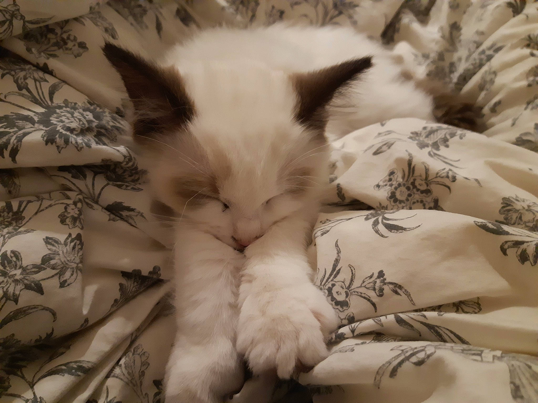 Souki participe au concours pour gagner de l'argent avec cette photo : bed, bedding, carnivore, cat, claw, comfort, domestic_short_haired_cat, felidae, fur, linens, monochrome, monochrome_photography, nap, pattern, paw, ragdoll, small_to_medium_sized_cats, tail, textile, whiskers