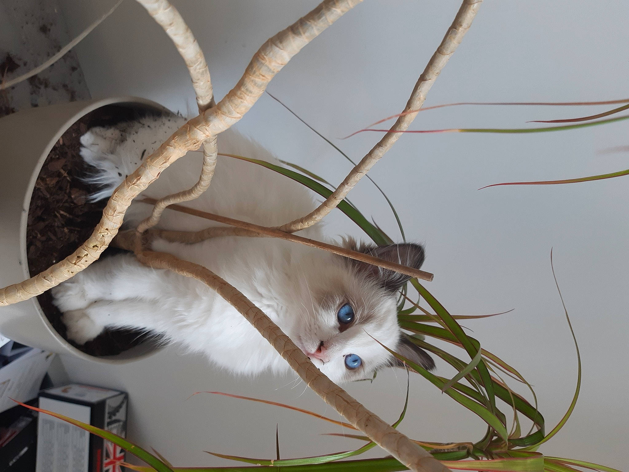 Souki a rejoint le concours — aidez-le/la à gagner de superbes lots ! art, cable, ceiling, electrical_supply, electrical_wiring, electricity, feather, felidae, fur, metal, plant_stem, tail, twig, vehicle_door, visual_arts, whiskers, wire, wood