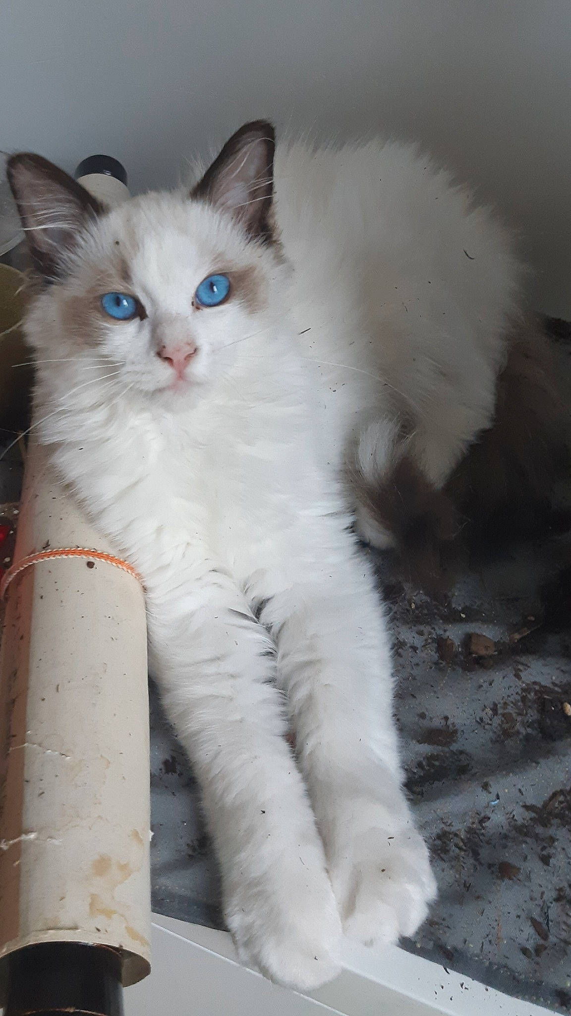 Souki participe au concours pour gagner de l'argent avec cette photo : carnivore, cat, claw, domestic_short_haired_cat, eye, felidae, fur, head, paw, small_to_medium_sized_cats, snout, tail, whiskers