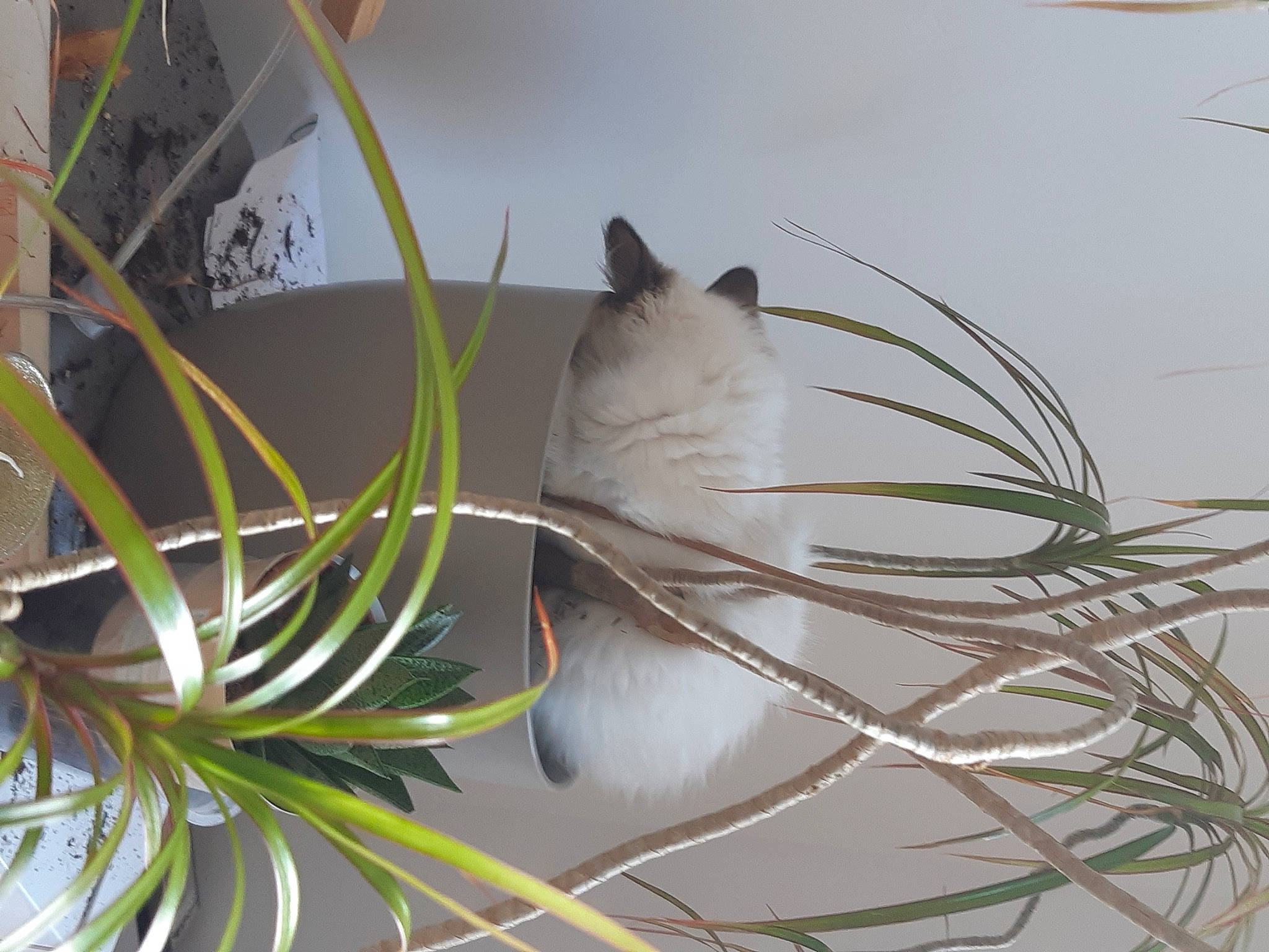 Souki participe au concours pour gagner de l'argent avec cette photo : art, branch, cat, creative_arts, felidae, flowering_plant, flowerpot, fur, grass, herbaceous_plant, hymenocallis_speciosa, macro_photography, plant, plant_stem, rim, small_to_medium_sized_cats, tail, terrestrial_plant, twig, whiskers