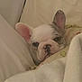 animal, bed, blanket, cozy, cute, dog, domestic, ears, face, french_bulldog, fur, indoor, pet, pillow, puppy, resting, sleepy, snuggling, soft, young