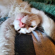 Ace is registered to the contest to win money with this photo: cat, fluffy, white, pet, stretching, whiskers, pink_nose, relaxed, cozy, blanket, indoor, feline, sleepy, cute, fur, closeup, animal, resting, soft, comfort