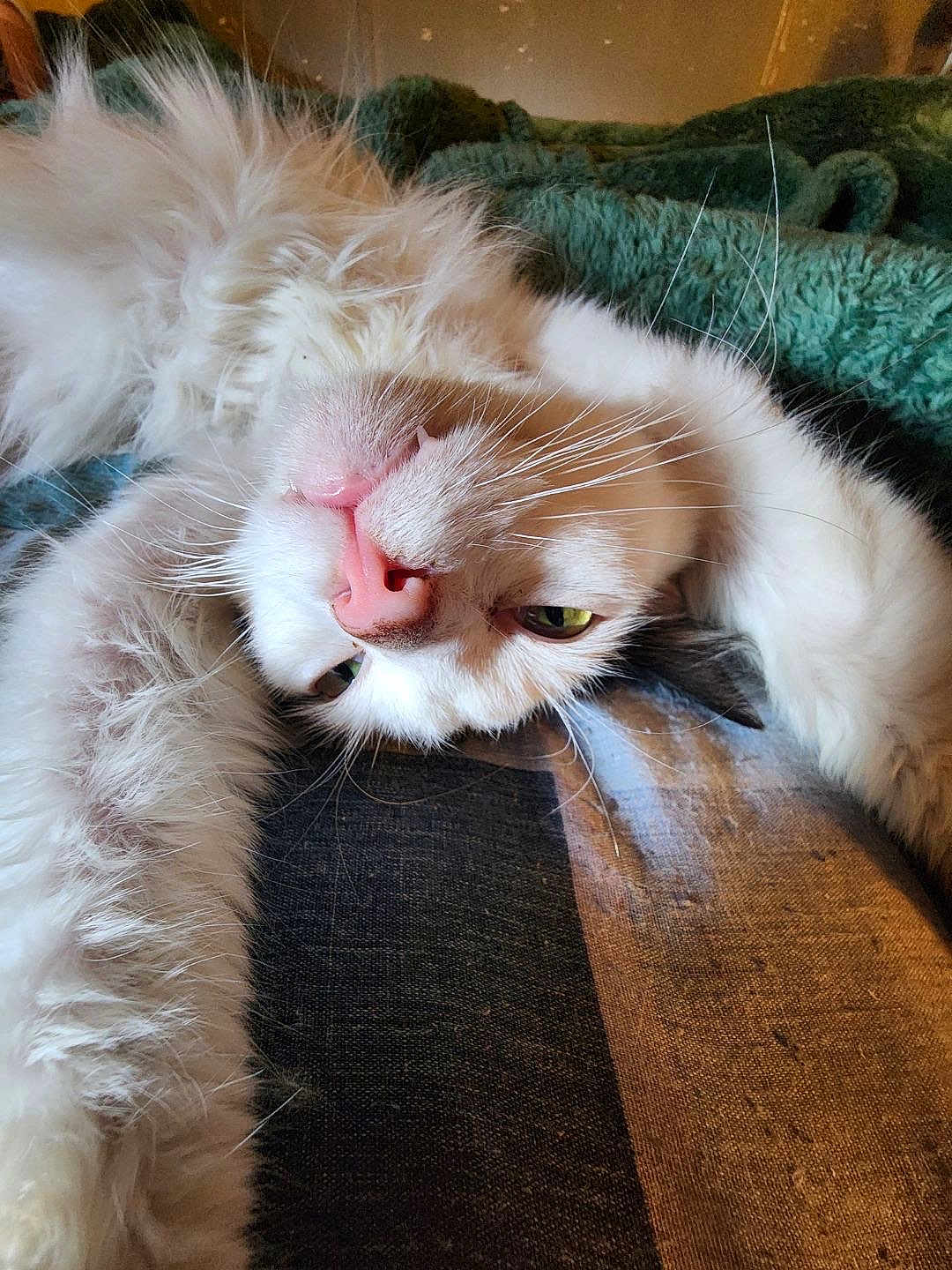 Ace is registered to the contest to win money with this photo: cat, fluffy, white, pet, stretching, whiskers, pink_nose, relaxed, cozy, blanket, indoor, feline, sleepy, cute, fur, closeup, animal, resting, soft, comfort