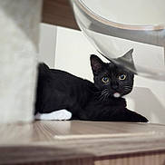 Aura participe au concours pour gagner de l'argent avec cette photo : cat, tuxedo_cat, black_and_white, pet, animal, indoor, wooden_surface, chair, curious, wide_eyes, feline, whiskers, relaxed, domestic_cat, fur, looking_at_camera, household, cozy, cute, resting