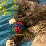 Kiki joined the competition — help win amazing prizes! cat, pet, toy, ball, paw, fur, blanket, blue, colorful, relaxed, sleepy, closeup, indoor, animal, cute, soft_focus, texture, clutching, resting, cozy