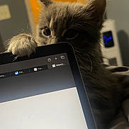 Kiki joined the competition — help win amazing prizes! kitten, cat, paw, tablet, screen, indoor, curious, pet, animal, closeup, technology, feline, gray, whiskers, soft, cozy, domestic, playing, device, bed