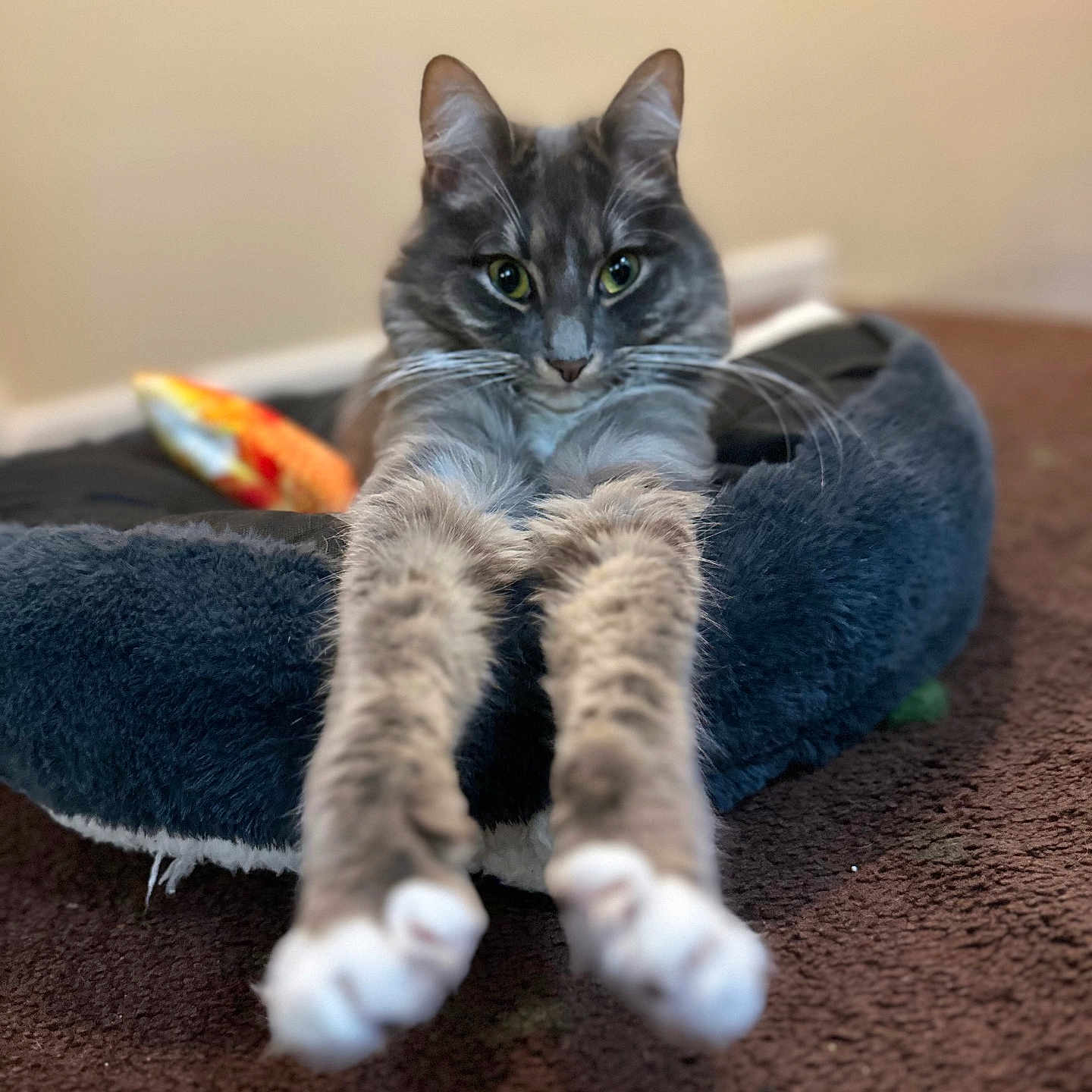 Kiki is registered to the contest to win money with this photo: cat, gray_cat, pet_bed, stretching, paws, green_eyes, indoor, carpet, cozy, fluffy, feline, animal, mammal, cute, relaxed, whiskers, ears, fur, portrait, domestic_cat
