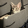 animal, cabinet, cat, cozy, curious, cute, drawer, fabric, furniture, gray, home, indoor, kitten, mischief, paw, peek, pet, surprise, texture, wide_eyes