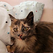 Perle participe au concours pour gagner de l'argent avec cette photo : cat, kitten, tortoiseshell, pet, animal, fur, whiskers, bed, blanket, polka_dots, indoor, cute, curious, eyes, face, soft, resting, domestic_animal, feline, close_up