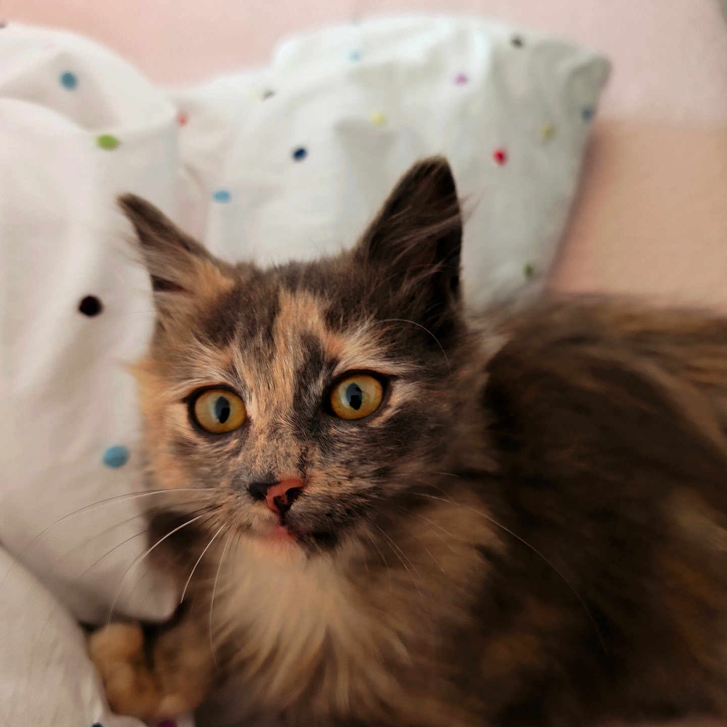Perle participe au concours pour gagner de l'argent avec cette photo : animal, bed, blanket, cat, close_up, curious, cute, domestic_animal, eyes, face, feline, fur, indoor, kitten, pet, polka_dots, resting, soft, tortoiseshell, whiskers