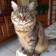 Minette a rejoint le concours — aidez-le/la à gagner de superbes lots ! cat, tabby, fluffy, green_eyes, sitting, table, tablecloth, indoor, wooden_furniture, plant, cozy, pet, portrait, feline, whiskers, ears, floor_tiles, domestic, cute, animal