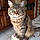 Minette