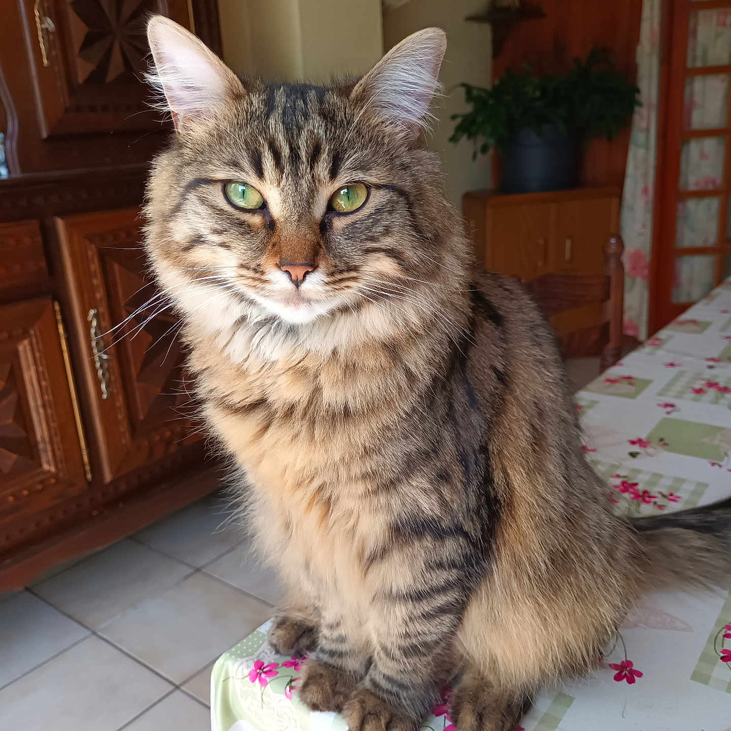 Minette a rejoint le concours — aidez-le/la à gagner de superbes lots ! animal, cat, cozy, cute, domestic, ears, feline, floor_tiles, fluffy, green_eyes, indoor, pet, plant, portrait, sitting, tabby, table, tablecloth, whiskers, wooden_furniture