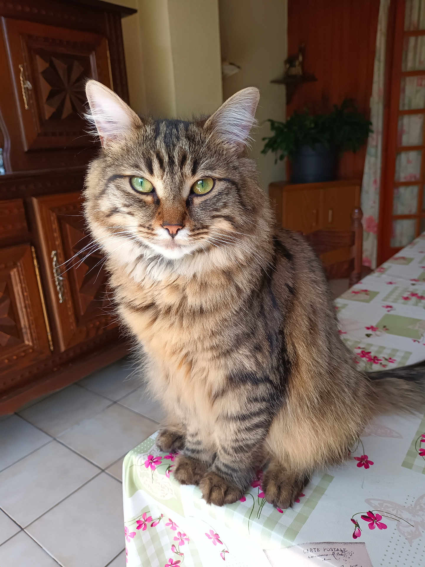 Minette a rejoint le concours — aidez-le/la à gagner de superbes lots ! cat, tabby, fluffy, green_eyes, sitting, table, tablecloth, indoor, wooden_furniture, plant, cozy, pet, portrait, feline, whiskers, ears, floor_tiles, domestic, cute, animal