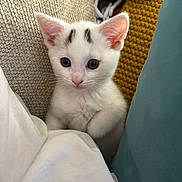 Paws is registered to the contest to win money with this photo: abyssinian, angora, animal, blanket, cat, cushion, homedecor, kitten, manx, pet, siamese, white