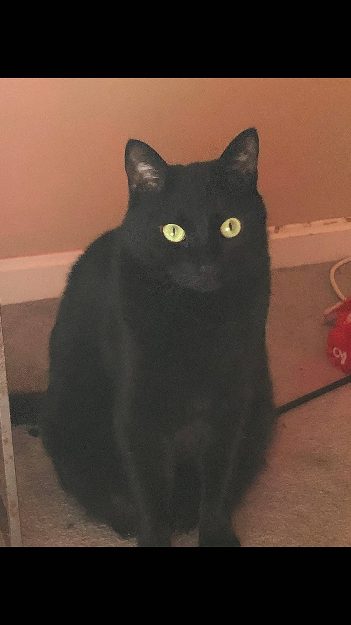 Harley is registered to the contest to win money with this photo: black_cat, bombay, carmine, carnivore, cat, domestic_short_haired_cat, eye, felidae, fur, gas, grey, small_to_medium_sized_cats, stairs, tail, whiskers, window