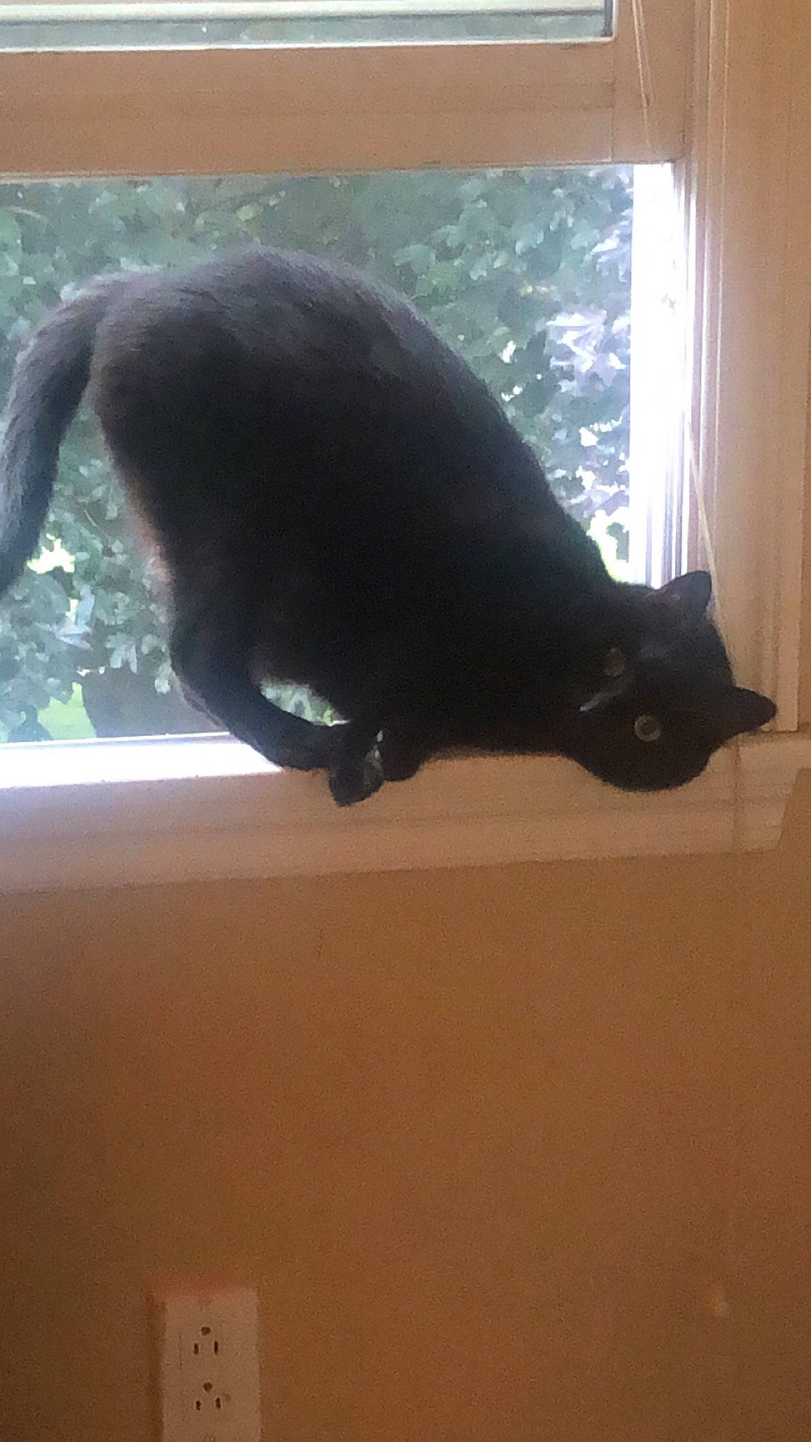 Harley joined the competition — help win amazing prizes! black_cat, bombay, carnivore, cat, curtain, domestic_short_haired_cat, felidae, fur, light, plant, shadow, small_to_medium_sized_cats, snout, tail, terrestrial_animal, tints_and_shades, whiskers, window, window_covering, wood