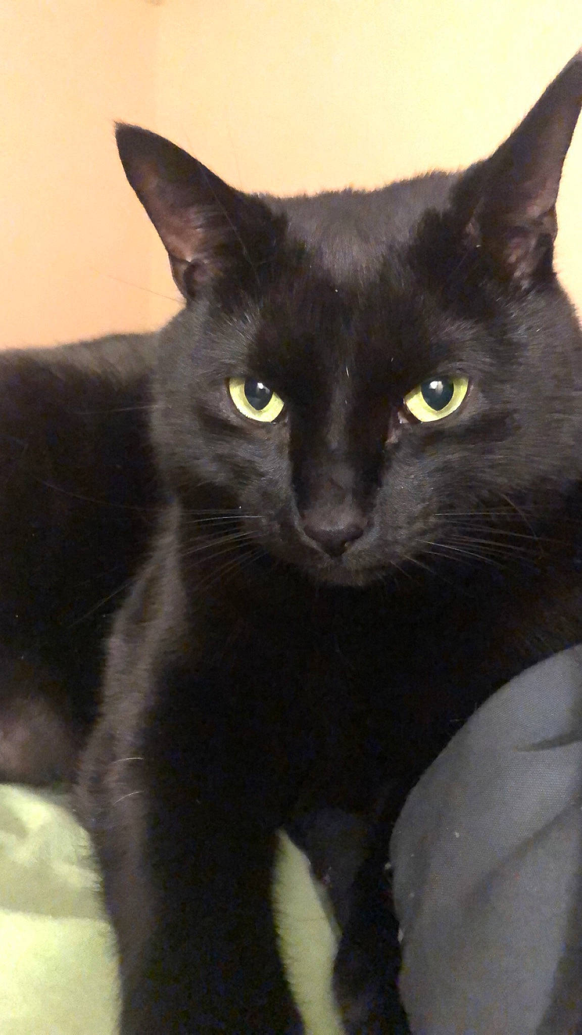 Harley joined the competition — help win amazing prizes! carnivore, cat, domestic_short_haired_cat, felidae, fur, iris, small_to_medium_sized_cats, snout, terrestrial_animal, whiskers