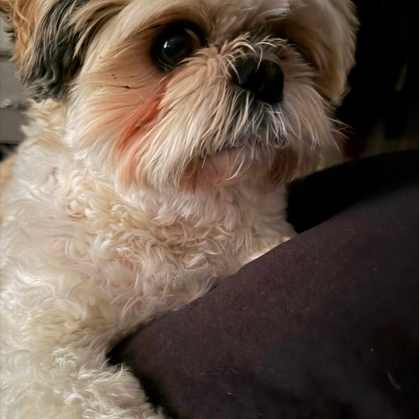 Teddy