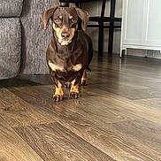 Dazey is registered to the contest to win money with this photo: alert, brown_dog, cabinet, chairs, couch, dining_table, dog, floppy_ears, front_facing, hardwood_floor, home, indoors, living_room, pet, portrait, serious_expression, short_hair, sitting, small_dog, tan_markings
