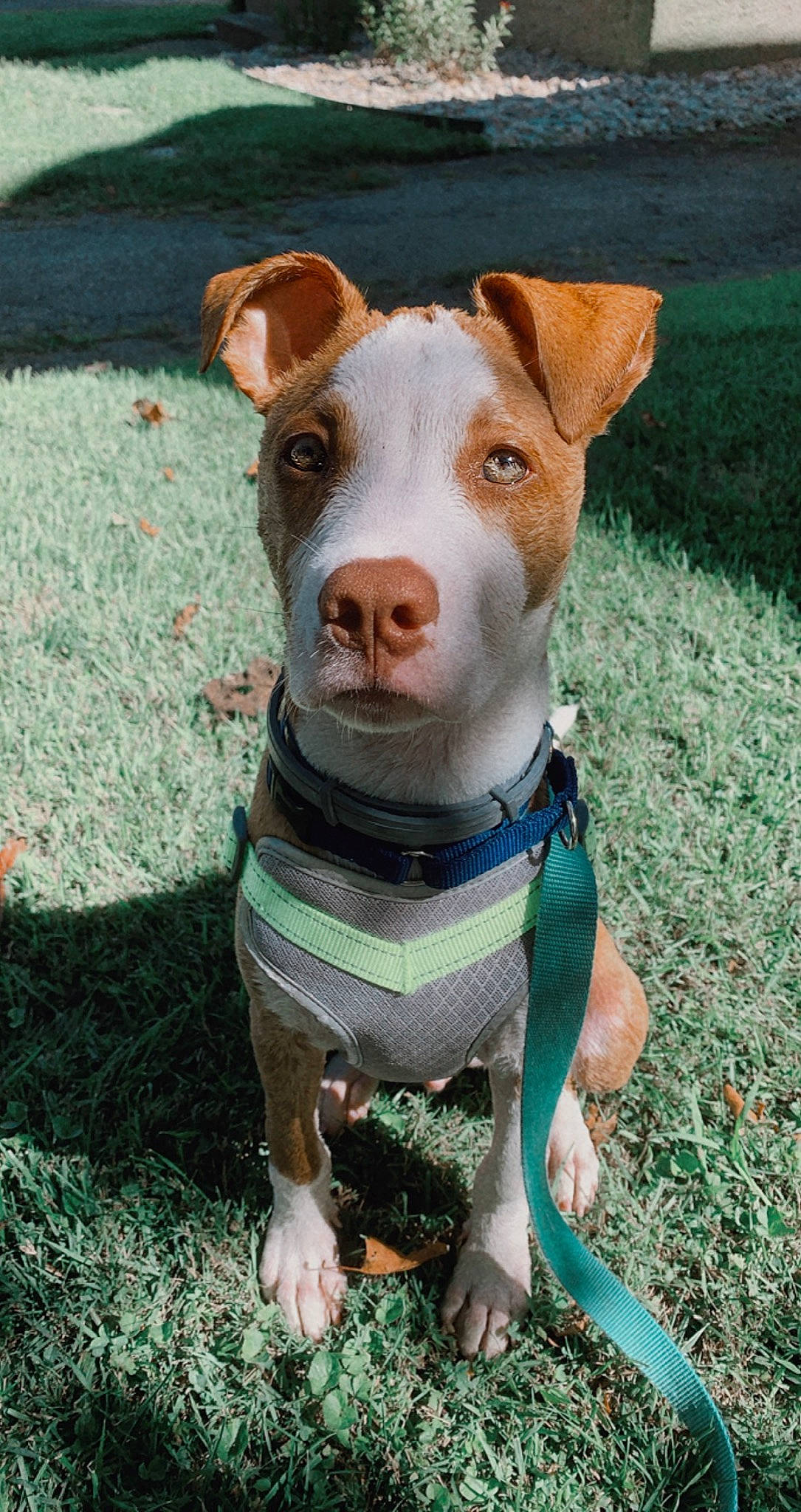 Tucker is registered to the contest to win money with this photo: canidae, carnivore, collar, companion_dog, dog, dog_breed, dog_clothes, dog_collar, dog_supply, fawn, grass, green, liver, non_sporting_group, pet_supply, snout, sporting_group, teal, whiskers, working_animal