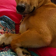 Poppy joined the competition — help win amazing prizes! dog, pet, brown_dog, close_up, indoor, blanket, cushion, paw, fur, looking_back, resting, animal, canine, cute, comfort, relaxed, portrait, mammal, household_pet, colorful